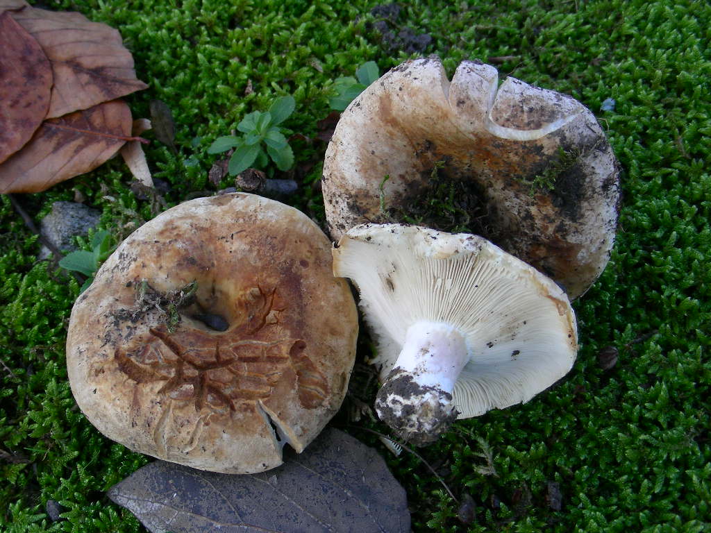 Russula chloroides ...